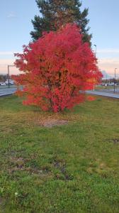 Menno 01 - Heftig rood
